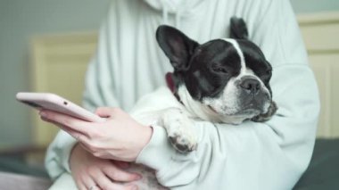 Bir evcil hayvanla akıllı telefon kullanan genç bir kadının ellerini kapat. Kız broşürleri, evinde kanepede oturan Fransız bir bulldog köpeğiyle birlikte akıllı telefon kullanır. Sohbet mesajlaşması sevgi dolu aşk