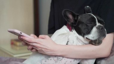Bir evcil hayvanla akıllı telefon kullanan genç bir kadının ellerini kapat. Kız broşürleri, evinde kanepede oturan Fransız bir bulldog köpeğiyle birlikte akıllı telefon kullanır. Sohbet mesajlaşması sevgi dolu aşk