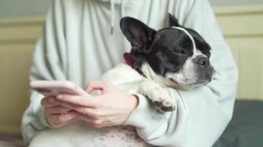 Bir evcil hayvanla akıllı telefon kullanan genç bir kadının ellerini kapat. Kız broşürleri, evinde kanepede oturan Fransız bir bulldog köpeğiyle birlikte akıllı telefon kullanır. Sohbet mesajlaşması sevgi dolu aşk