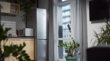 Burglar robber break door lock and entering building apartment. house robbery, Home Burglary. intruder or thief stealing private property indoor after hearing the activation alarm alert run away