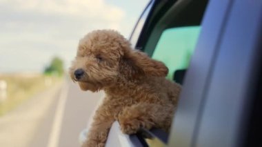 Funny brown curly dog on a trip. Happy curious mini poodle puppy doggie traveling peeks out looking through car window while driving on road. cute small puppies riding watching outside automobile