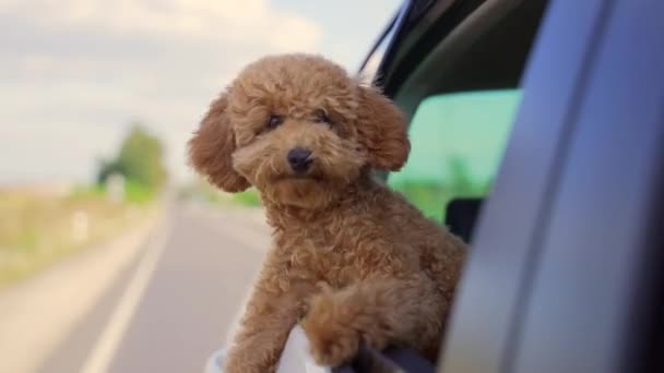 Funny Brown Curly Dog Trip Happy Curious Mini Poodle Puppy — Stock Video