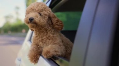 Funny brown curly dog on a trip. Happy curious mini poodle puppy doggie traveling peeks out looking through car window while driving on road. cute small puppies riding watching outside automobile