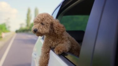 Funny brown curly dog on a trip. Happy curious mini poodle puppy doggie traveling peeks out looking through car window while driving on road. cute small puppies riding watching outside automobile