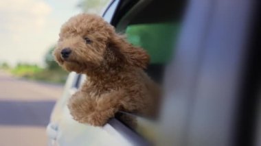 Funny brown curly dog on a trip. Happy curious mini poodle puppy doggie traveling peeks out looking through car window while driving on road. cute small puppies riding watching outside automobile