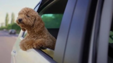 Funny brown curly dog on a trip. Happy curious mini poodle puppy doggie traveling peeks out looking through car window while driving on road. cute small puppies riding watching outside automobile