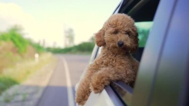 Funny brown curly dog on a trip. Happy curious mini poodle puppy doggie traveling peeks out looking through car window while driving on road. cute small puppies riding watching outside automobile