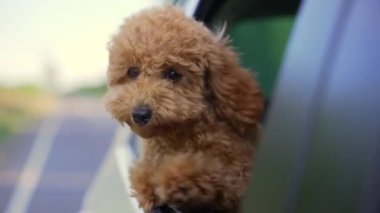 Funny brown curly dog on a trip. Happy curious mini poodle puppy doggie traveling peeks out looking through car window while driving on road. cute small puppies riding watching outside automobile