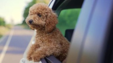Funny brown curly dog on a trip. Happy curious mini poodle puppy doggie traveling peeks out looking through car window while driving on road. cute small puppies riding watching outside automobile