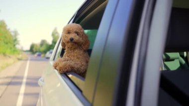Funny brown curly dog on a trip. Happy curious mini poodle puppy doggie traveling peeks out looking through car window while driving on road. cute small puppies riding watching outside automobile