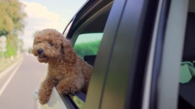 Funny brown curly dog on a trip. Happy curious mini poodle puppy doggie traveling peeks out looking through car window while driving on road. cute small puppies riding watching outside automobile
