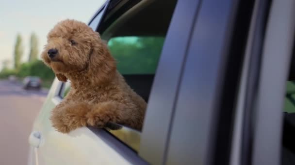 Funny Brown Curly Dog Trip Happy Curious Mini Poodle Puppy — Vídeos de Stock