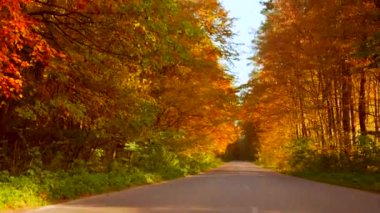 Sonbaharın güzel sonbaharında, sonbahar ormanının sarı parlak ağaçları arasında boş asfalt bir yolda ilerliyorduk. Turuncu yapraklar ve güneş ışığı olan bir yol. Ormanlık alanda manzara