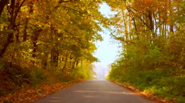 Sonbaharın güzel sonbaharında, sonbahar ormanının sarı parlak ağaçları arasında boş asfalt bir yolda ilerliyorduk. Turuncu yapraklar ve güneş ışığı olan bir yol. Ormanlık alanda manzara