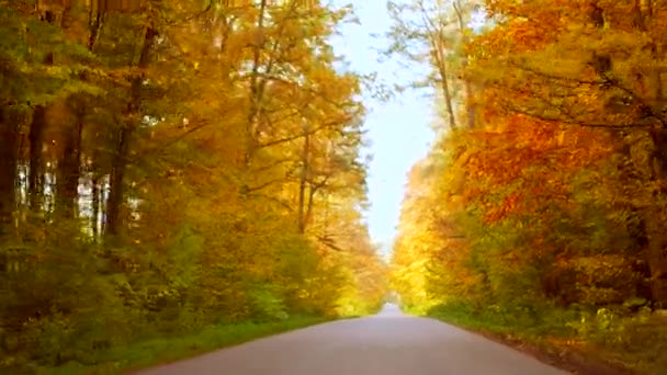 Jazdy Pięknej Jesieni Pustej Drogi Asfaltowej Wśród Żółtych Złotych Jasnych — Wideo stockowe