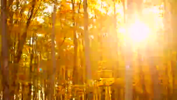 Dirigir Após Floresta Outono Uma Estrada Passando Por Árvores Iluminadas — Vídeo de Stock
