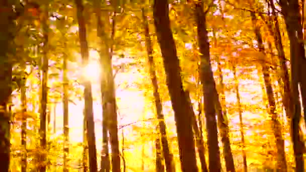 Elhajtunk Őszi Erdő Mellett Egy Napsütötte Fák Mellett Késő Délután — Stock videók