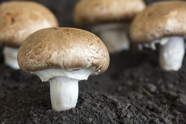 Mushrooms sprout through the soil — Stock Photo, Image