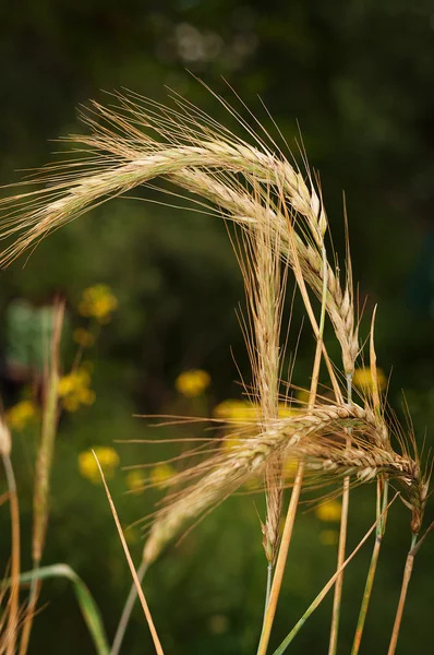 The wheat in the field — Stock Photo, Image