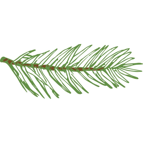 Ручний намальований вектор Вічнозелена ялина або гілка соснового дерева Барвистий ялино-голковий ескіз гілки. Ізольовані — стоковий вектор