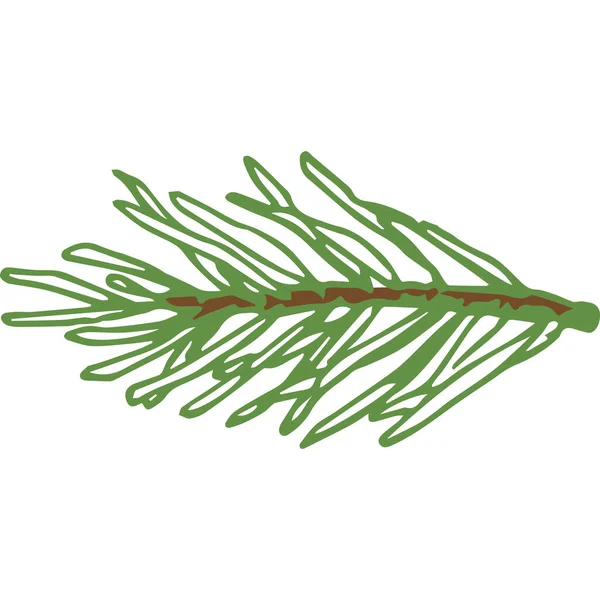 Ręcznie rysowany wektor Evergreen Spruce or Pine Tree Branch Kolorowy szkic gałązki igły. Izolacja — Wektor stockowy