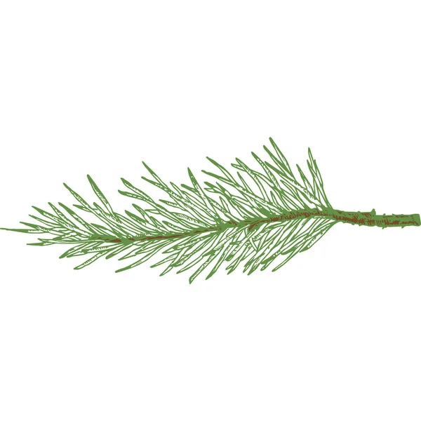 Handgetekende vector Evergreen sparren of dennenboom tak Kleurrijke Fir-naald Twig Sketch. geïsoleerd — Stockvector