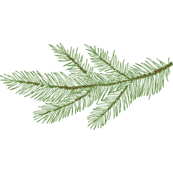 Hand Drawn Vector Large Evergreen Spruce or Pine Tree Branch Colful Fir-needle Twig Sketch. Izolované — Stockový vektor