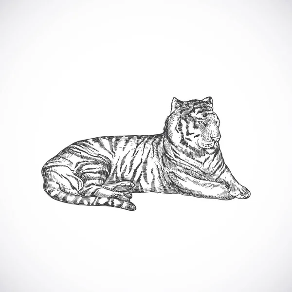 Ręcznie narysowana ilustracja kłamliwego wektora tygrysa. Abstrakcyjny rysunek stylu grawerowania szkiców zwierzęcych. Izolacja — Wektor stockowy