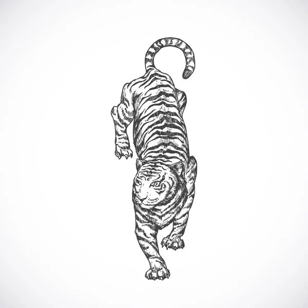 Ręcznie rysowane Ilustracja wektora chodzącego tygrysa. Abstrakcyjny Skradanie Sketch zwierząt rysunek stylu grawerowania. Izolacja — Wektor stockowy