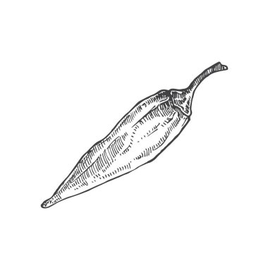 Jalapeno Baharatlı Biber. El Çizimi Sebze Vektörü İllüstrasyonu. Doğal yiyecek karalaması izole edildi.