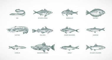 El Çekimi Vector Denizi ve Nehir Balık Türleri İllüstrasyonları Seti. Somon Pollock, Halibut, Sprat, Catfish Sketch Siluetleri İzole Edildi