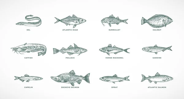 Χειροποίητες απεικονίσεις διανυσματικών θαλασσών και ειδών ψαριών του ποταμού. Συλλογή σολομών Pollock, Halibut, Sprat, Catfish Sketch Silhouettes απομονωμένες — Διανυσματικό Αρχείο