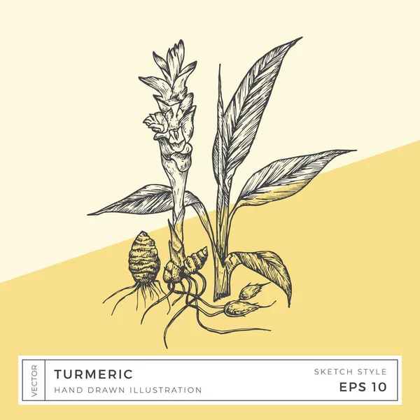 Pianta curcuma vettoriale disegnata a mano con fiori, foglie e radici Illustrazione. Vegan a base di disegno alimentare con sfondo colorato isolato — Vettoriale Stock