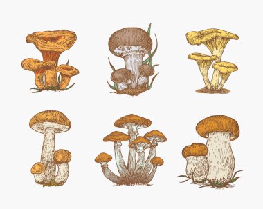 El Çizimi Mantar Renk Vektörü Resimleri Koleksiyonu. Şampiyonlar, Bal Mantarları, Turuncu Cap Boletus, Penny Bun Boletus ve Saffron Süt Cap Sketches Set. İşlenmiş mantar yiyeceği izole edilmiş.