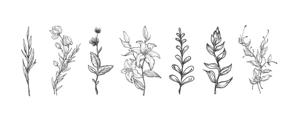 Coleção de ilustrações de vetores de flores silvestres desenhadas à mão. Resumo Flores e folhas de plantas Esboço. Folhagem Botânica Gravura Estilo Desenhos Isolados — Vetor de Stock