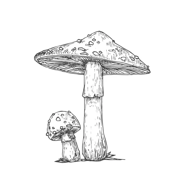 Hand Drawn Fly Agaric Psychedelic Mushrooms Abstract Illustration (em inglês). Amanita Fungus Group Gravado desenho vetorial. Isolados — Vetor de Stock