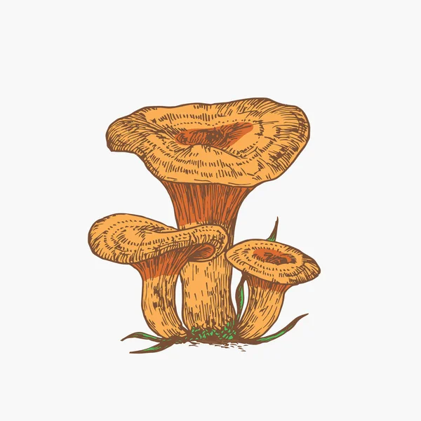 Cogumelos de touca de leite de açafrão desenhado à mão Abstrato Ilustração de cor Grupo Fungo Gravado Desenho de Vetor Isolado — Vetor de Stock