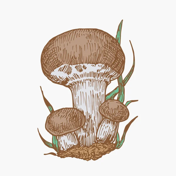 Ręcznie rysowane grzyby Champignons Abstrakcyjna ilustracja kolorów. Rysunek wektora grawerowanego grupy grzybów. Izolacja — Wektor stockowy