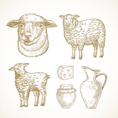 Koyun Kuzu Çiftliği Ürünleri ve Nesneleri. Sığır, Süt ve Peynir El Çizim Vektörü Çizimleri. Evcil Hayvanlar Taslak Paketi. Doodle Biçim Çizimleri Koleksiyonu İzole Edildi