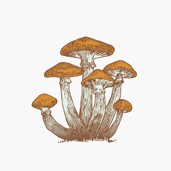 Cogumelos de mel desenhados à mão ilustração colorida abstrata. Grupo Fungo Gravado Desenho de Vetor Isolado — Vetor de Stock