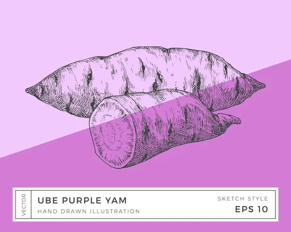 Handgetekende Vector Purple Yam Ube Plantaardige Wortel Illustratie Veganistisch Gebaseerd — Stockvector