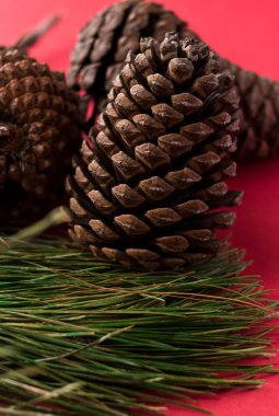 Parlak kırmızı bir yüzey üzerinde bazı çam kozalakları ve dallar 