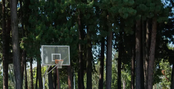 Basketball Court Forest Tall Trees Background — Stock Photo, Image