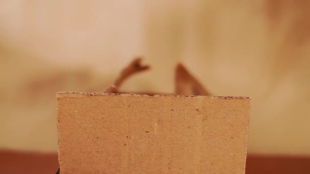 Manos Manteniendo Una Porcelana Una Caja Cartón Para Movimiento — Vídeos de Stock