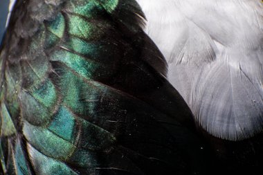 Beyaz ve siyah ördek tüylerinin yakın plan görüntüsü