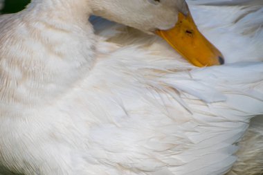 Beyaz ördek tüyünün yakın plan görüntüsü