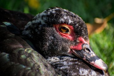 Kırmızı desenli siyah bir ördeğe yaklaş. 