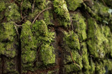 Arkaplan olarak yosun dokusu olan ağaç gövdesini kapat