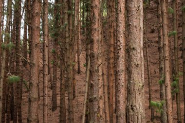 Arkaplan olarak birçok yeşil çam ağacını ve orman manzarasını geçen güneş ışığı