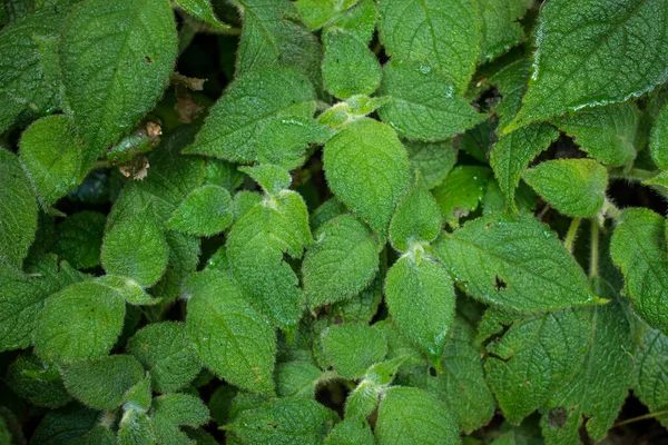 Einige Bunte Blätter Mit Einem Kleinen Braunen Blatt Als Hintergrund — Stockfoto